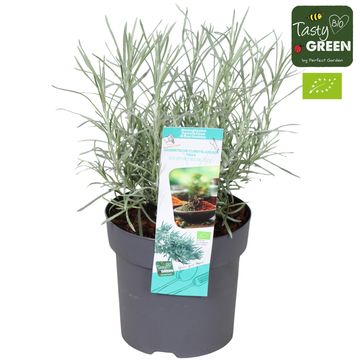 Helichrysum italicum 'Tikka'