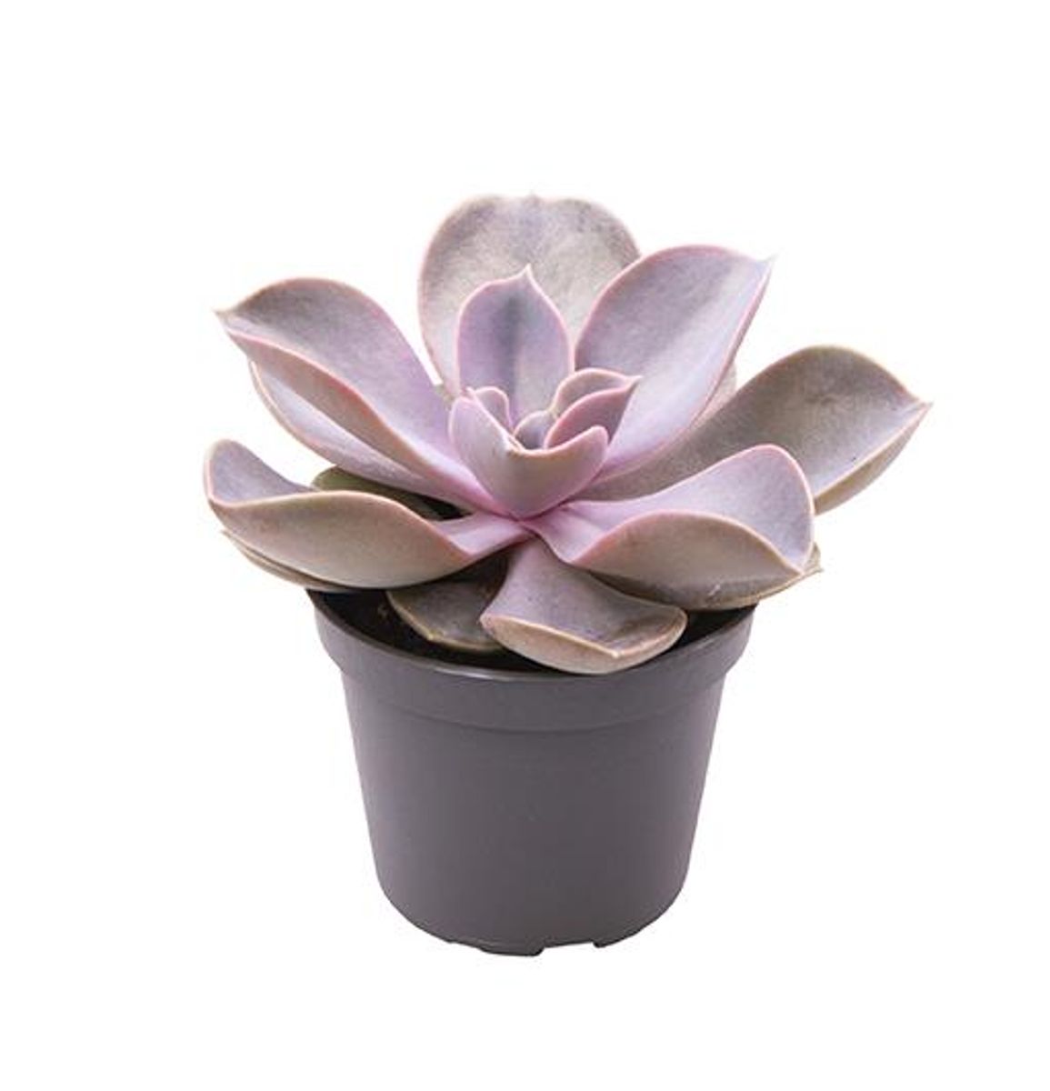 Echeveria gibbiflora 'Metallica' — Plant Wholesale FlorAccess