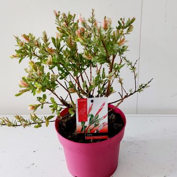 Salix integra 'Flamingo'