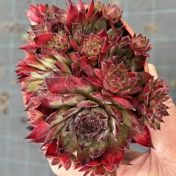 Sempervivum 'Cay'