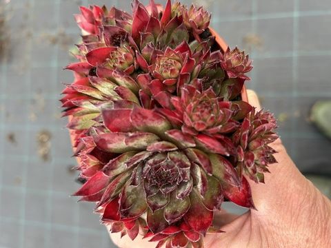 Sempervivum 'Cay'
