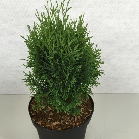 Thuja occidentalis 'Miky'