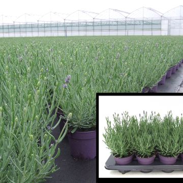 Lavandula angustifolia 'Hidcote'