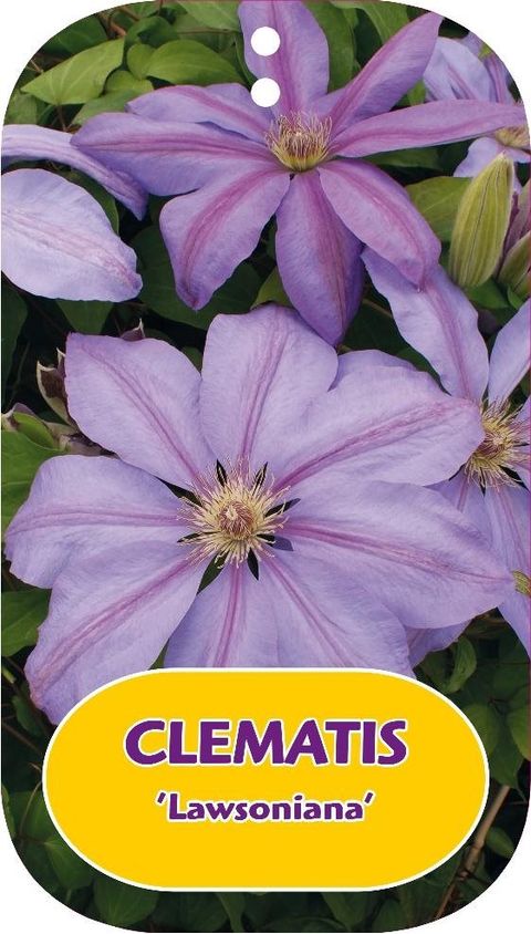 Clematis 'Лавсониана' (LL)