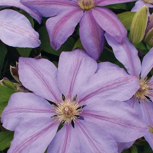 Clematis 'Lawsoniana' (LL)