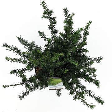 Taxus baccata 'Repandens'