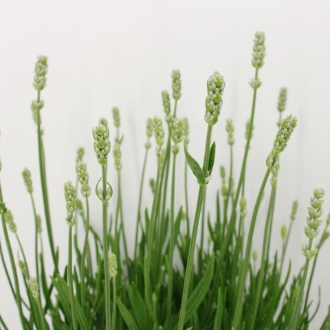 Lavandula angustifolia AROMANCE WHITE