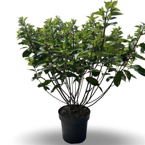 Hydrangea paniculata PINKY WINKY