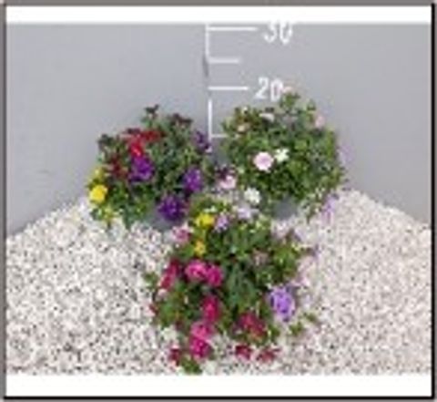 Calibrachoa MIX IN POT