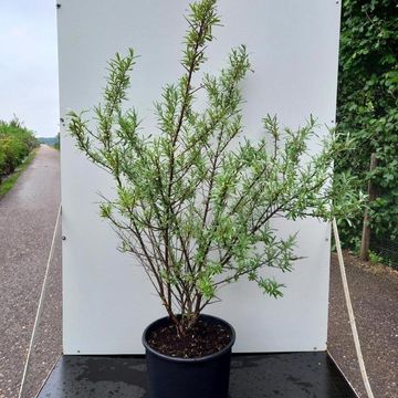 Hippophae rhamnoides 'Friesdorfer Orange'
