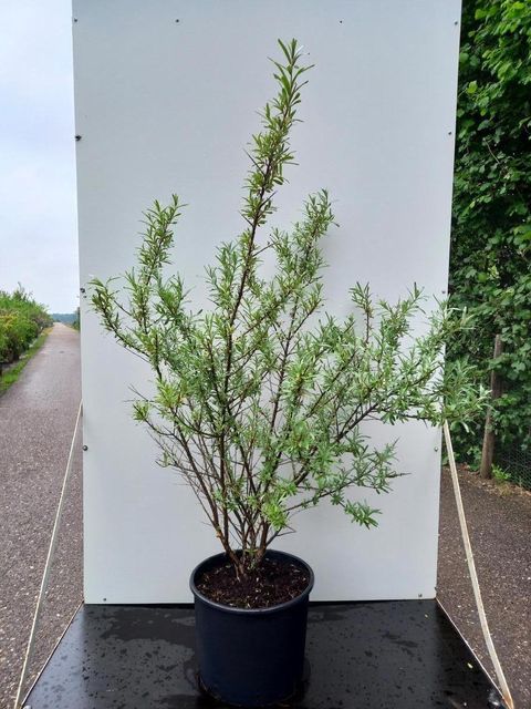 Hippophae rhamnoides 'Friesdorfer Orange'
