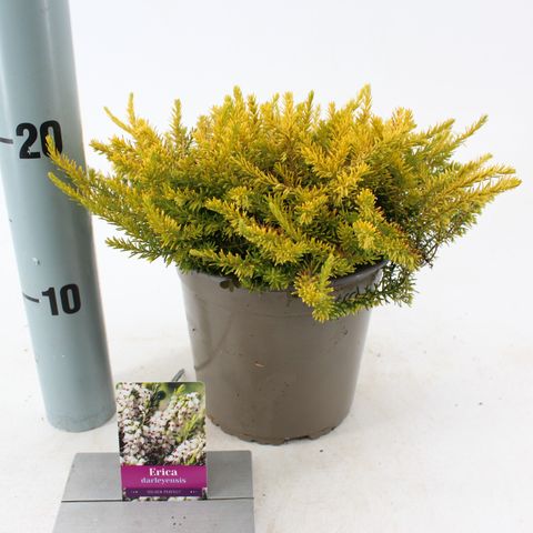 Erica x darleyensis MIX