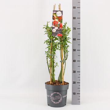 Rosa ROSY BOOM RED