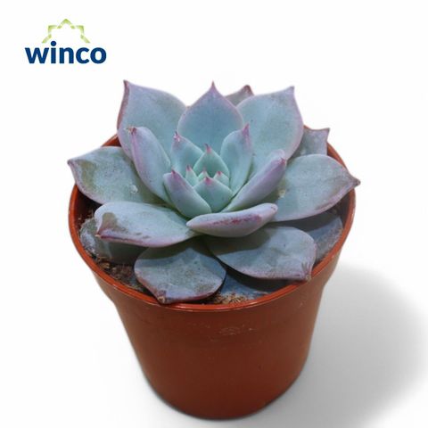 Echeveria 'Blue Bird'
