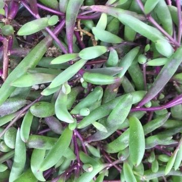 Senecio herreianus 'Purple Flush'