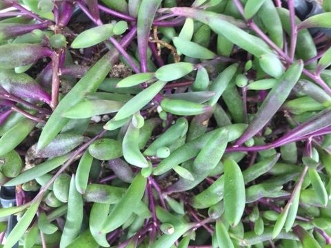 Senecio herreianus 'Purple Flush'