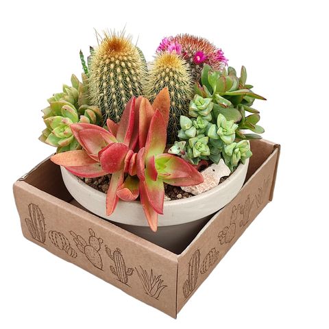 Aranżacja Cactus / Succulent