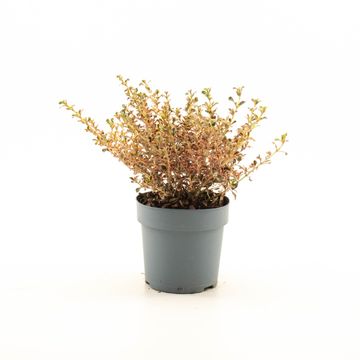 Coprosma 'Fire Burst'