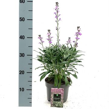 Erysimum 'Bowles' Mauve'