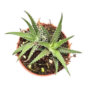 Haworthia fasciata 'Big Band'