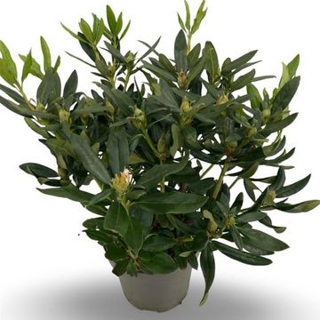 Rhododendron 'Cunningham's White' (C)