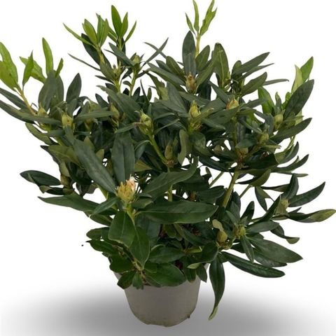 Rhododendron 'Cunningham's White' (C)