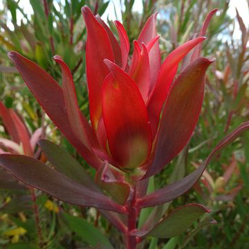 Leucadendron 'Blush of Dawn'