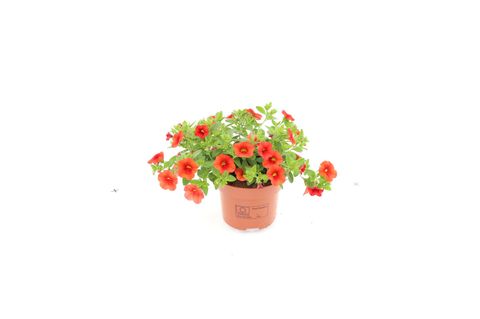 Calibrachoa MINIFAMOUS ORANGE
