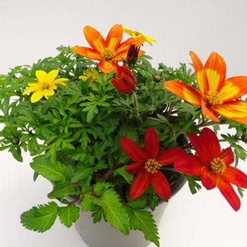Bidens MIX IN POT
