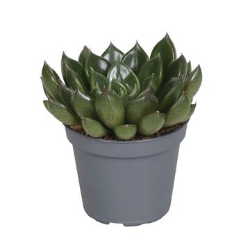 Echeveria setorum 'Victor'