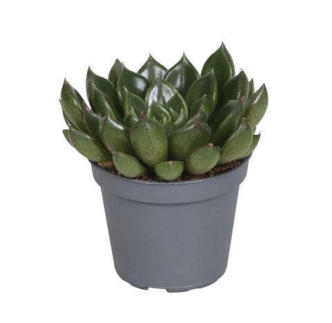 Echeveria setorum 'Victor'
