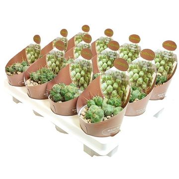 Puna subterranea incahuasi