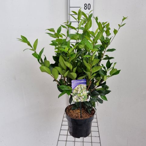 Ligustrum japonicum 'Texanum'