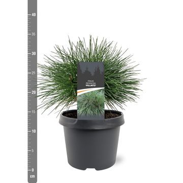 Pinus resinosa 'Pillnitz'