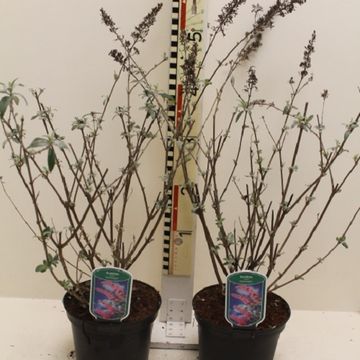 Buddleja davidii 'Pink Delight'