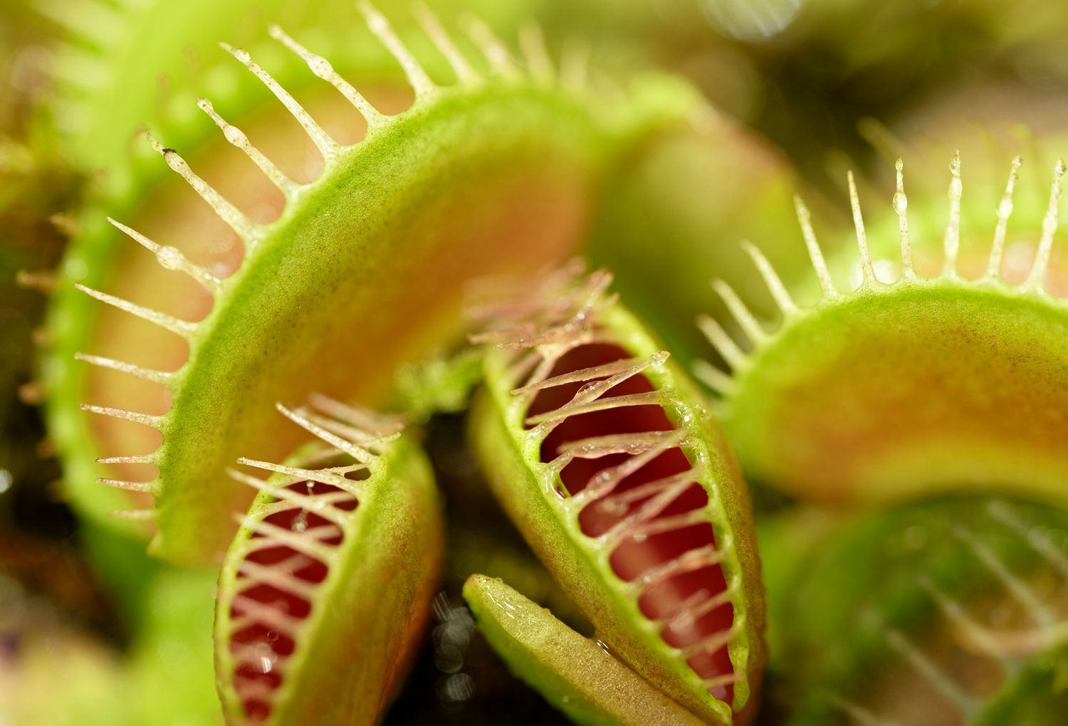 Carnivorous