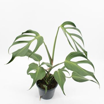 Monstera 'Burle Marx Flame'