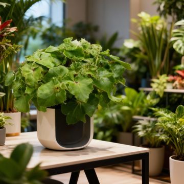 Begonia JUNGLE WONDER GREEN