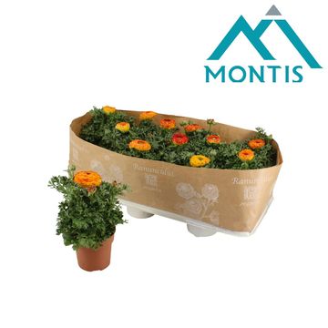 Ranunculus asiaticus 'Sprinkles Orange'