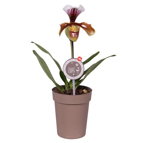 Paphiopedilum 'USA Hybrid'