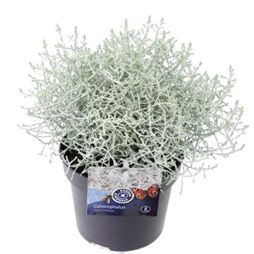 Leucophyta brownii 'Challenge'