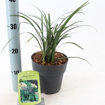 Liriope muscari 'Биг Блю'