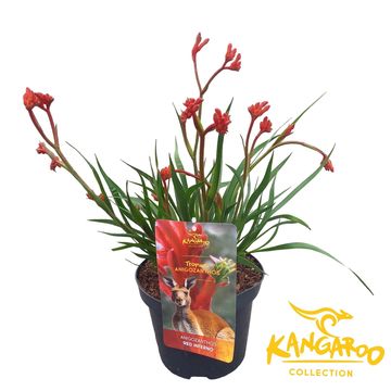Anigozanthos 'Red Inferno'