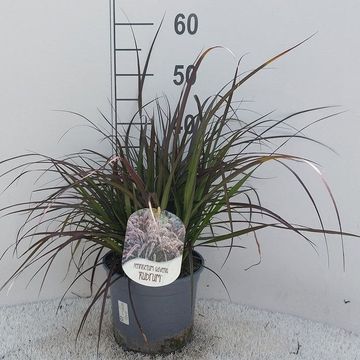 Pennisetum advena 'Rubrum'