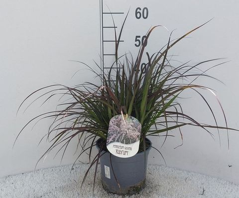 Pennisetum advena 'Rubrum'