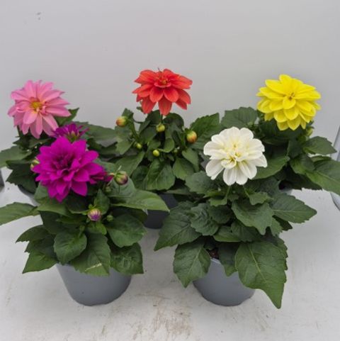 Dahlia DAHLIETTA MIX