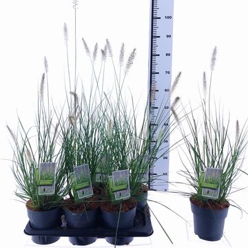 Pennisetum alopecuroides