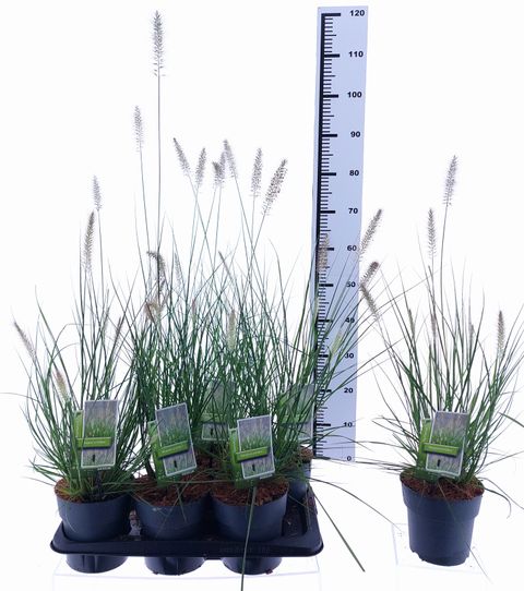 Pennisetum alopecuroides