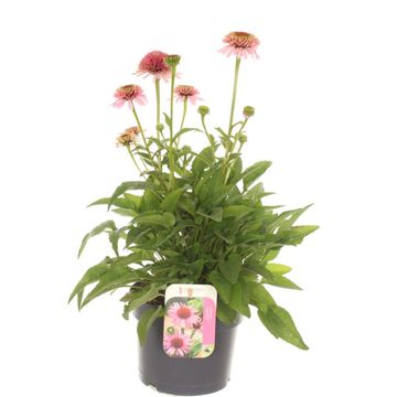 Echinacea LAKOTA ROSE