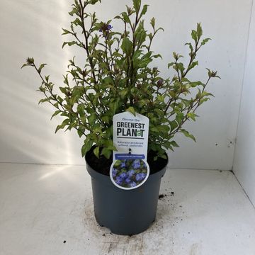 Ceratostigma willmottianum